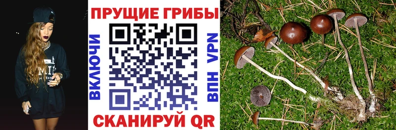 Галлюциногенные грибы GOLDEN TEACHER  Купить где  Магас 